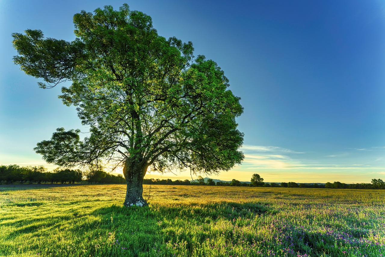 tree-7186835_1280.jpg