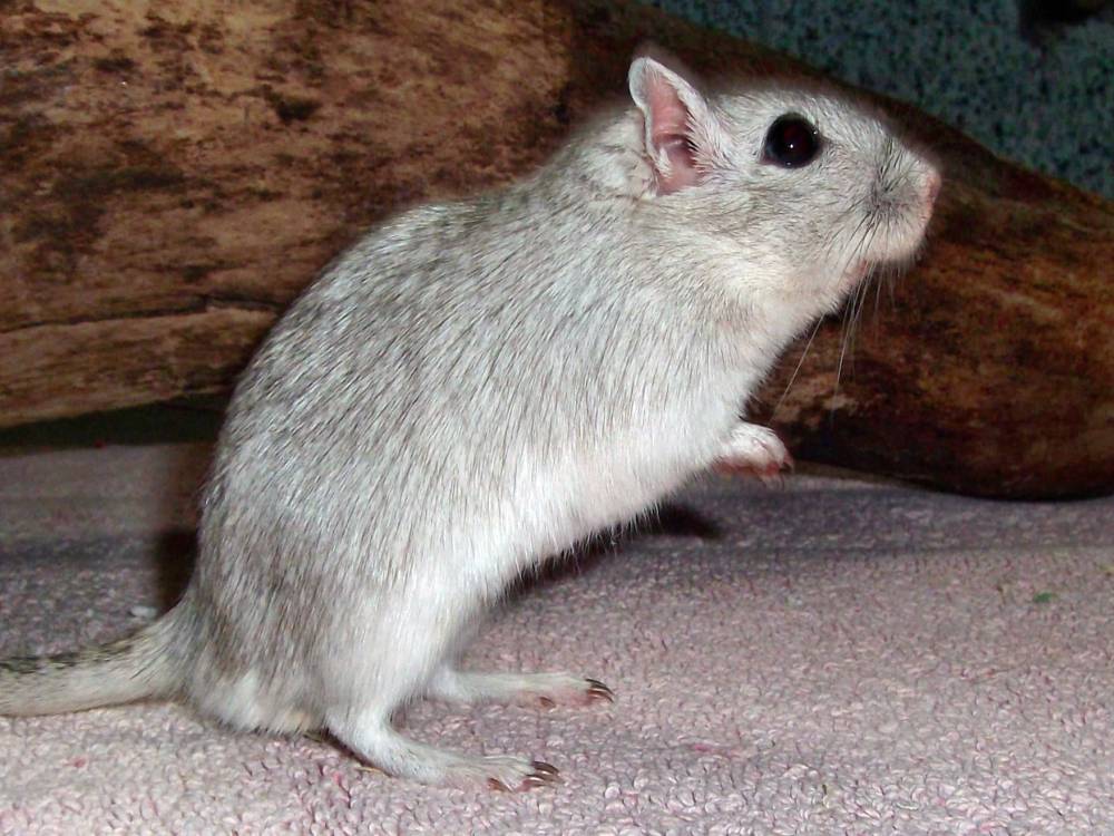 Rennmaus Bild des Tages