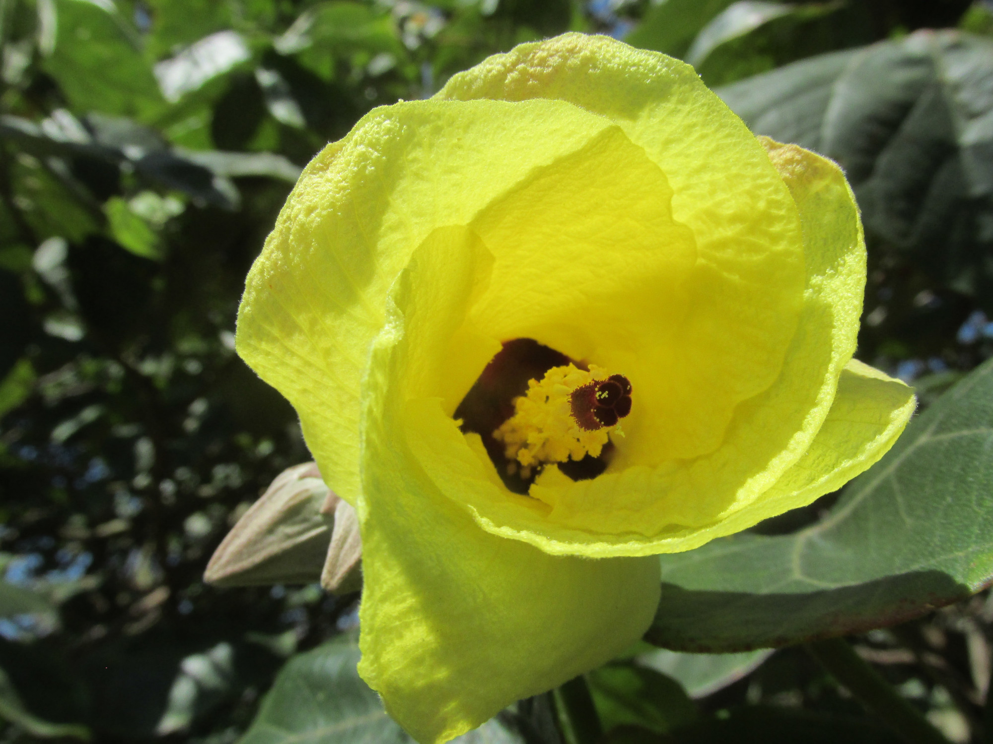 4677-Yellow.JPG