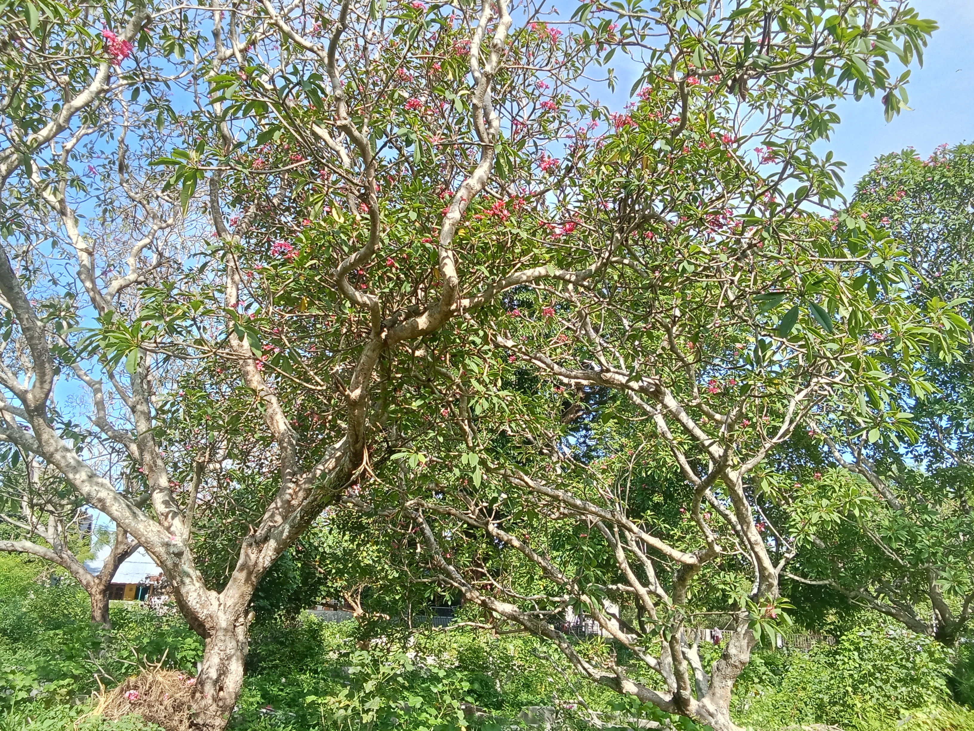 1000180171.jpg