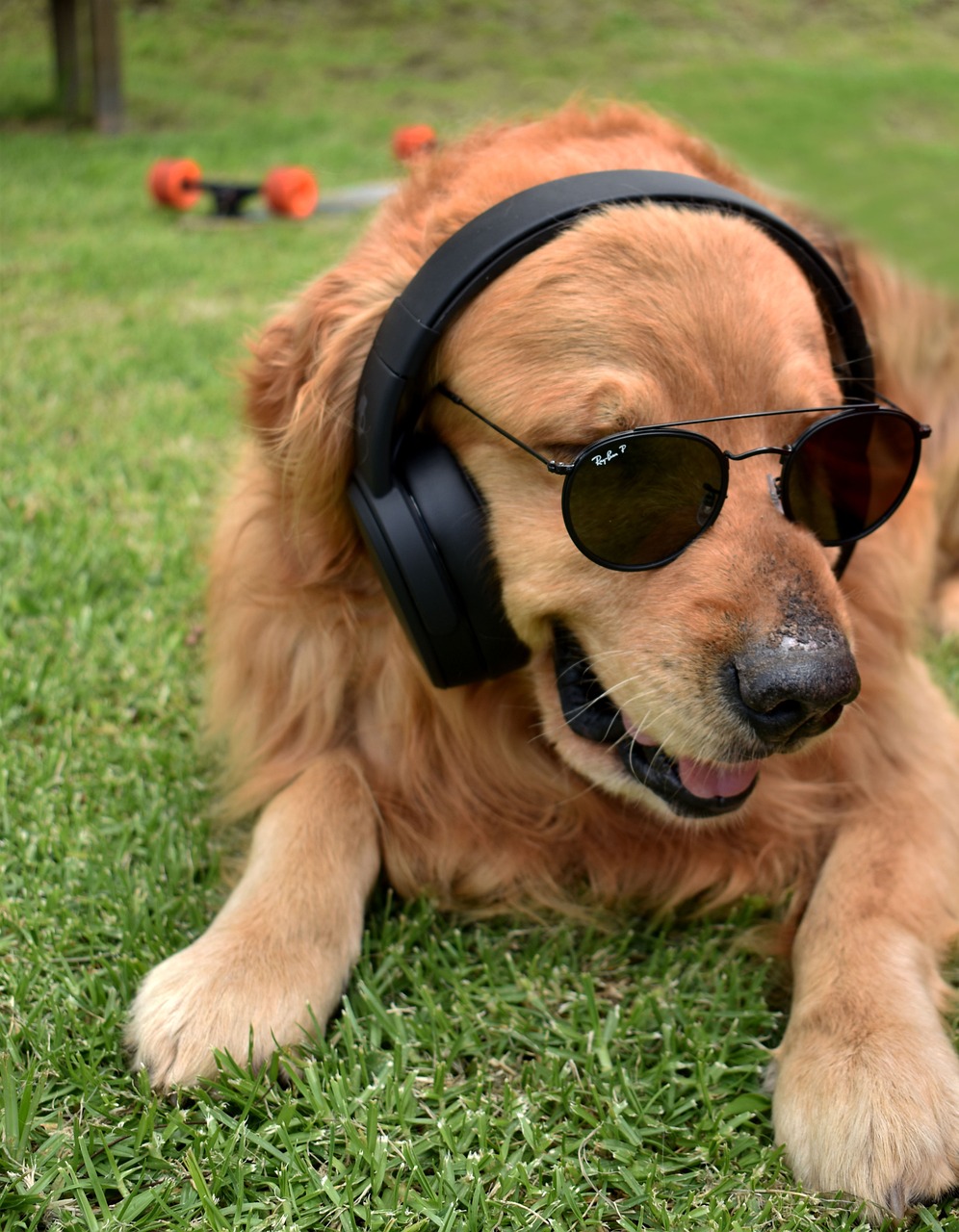 dog-5073749_1280.jpg