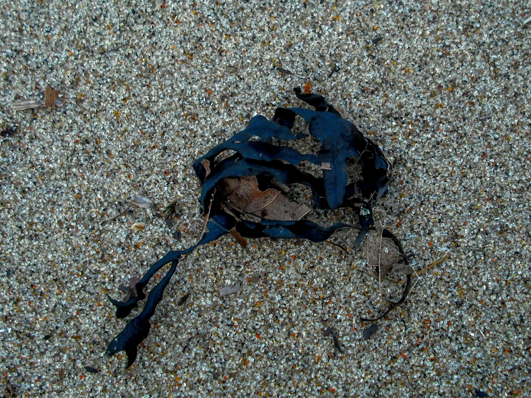 DSCF5706.jpg