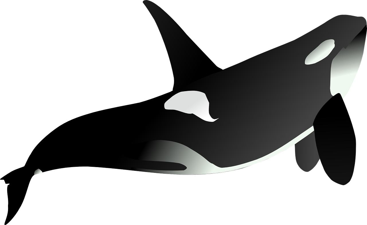 orca-311319_1280 (3).png