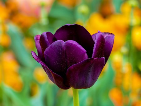 tulip-purple-3360748__340.jpg