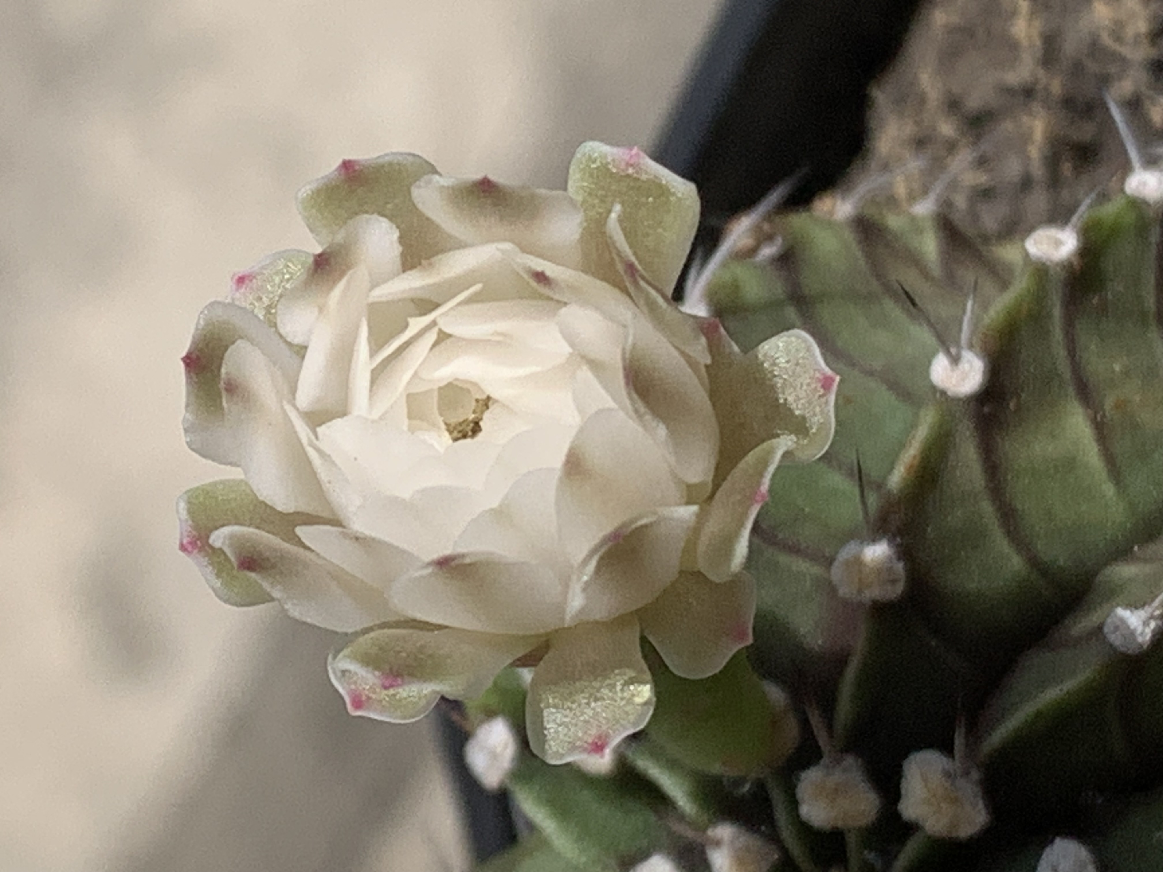 my little garden3.jpg