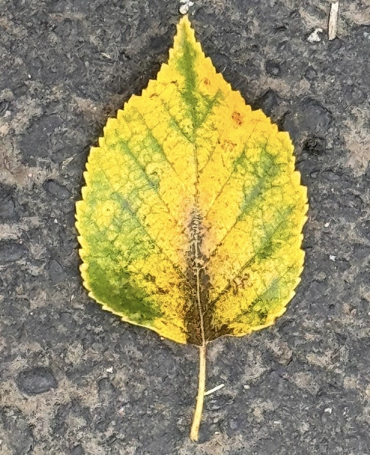 IMG_8473.jpg