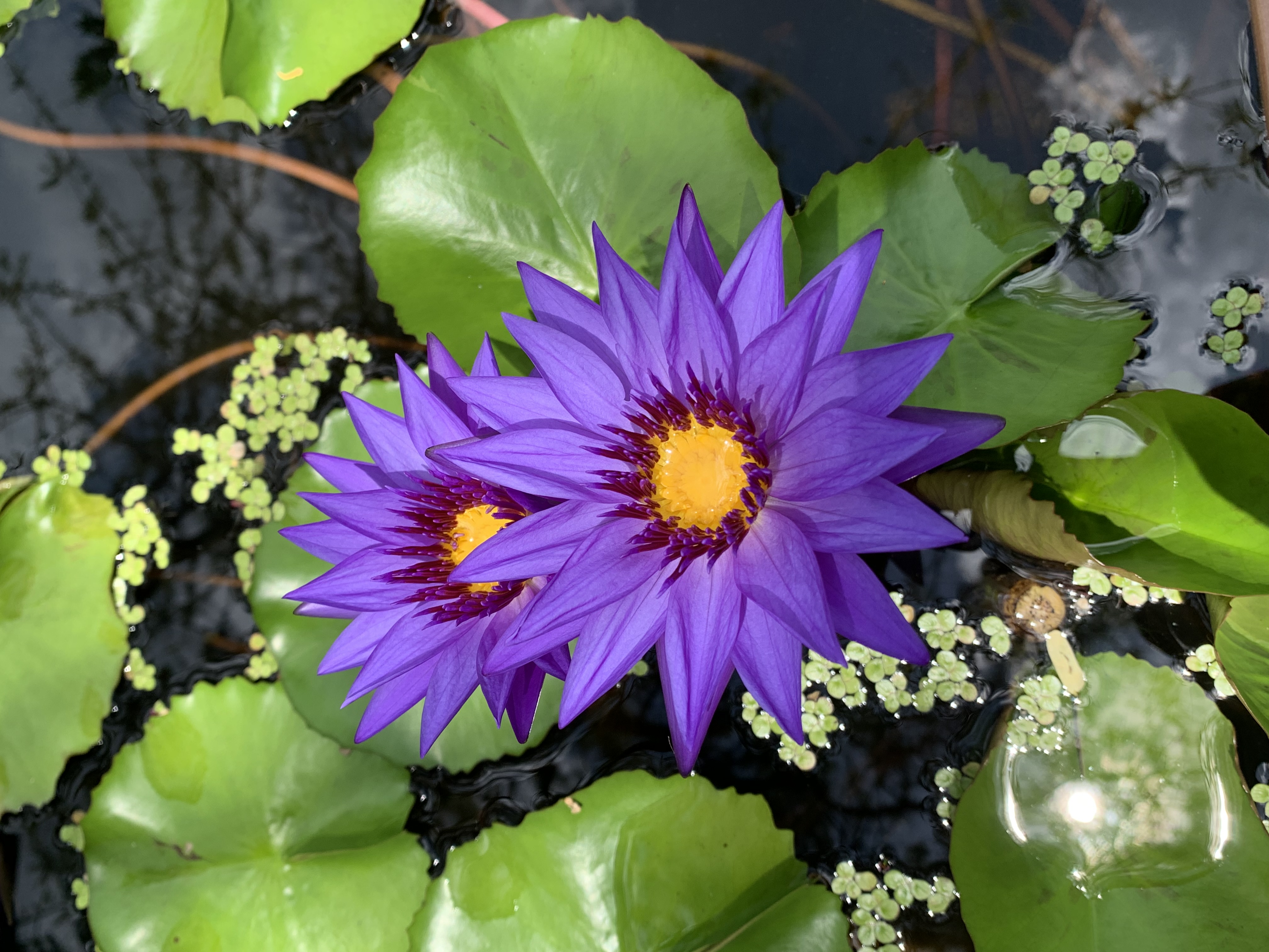 purple lotus2.jpg