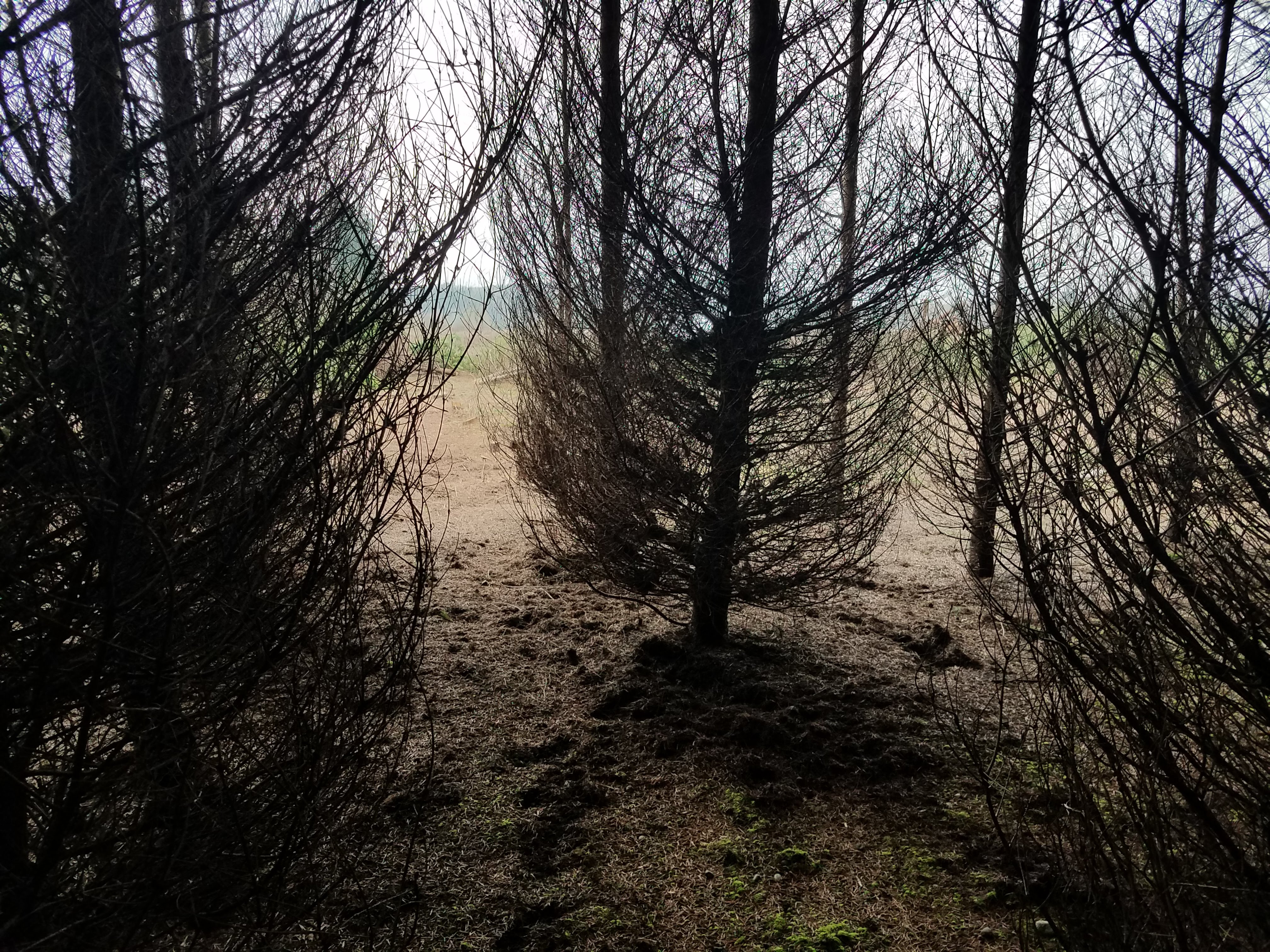 dark-in-the-crowded-forest.jpg