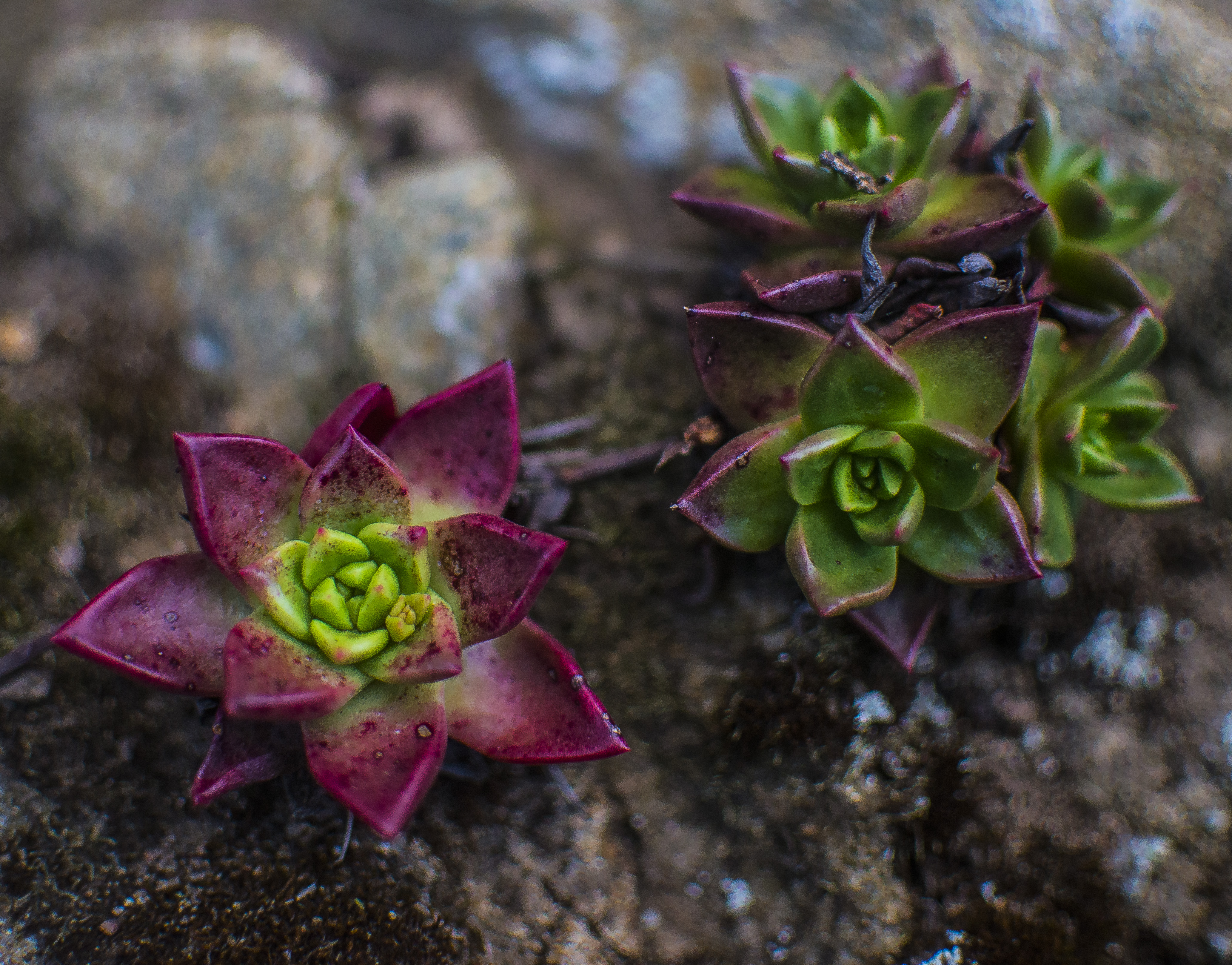 funky plants 2.jpg