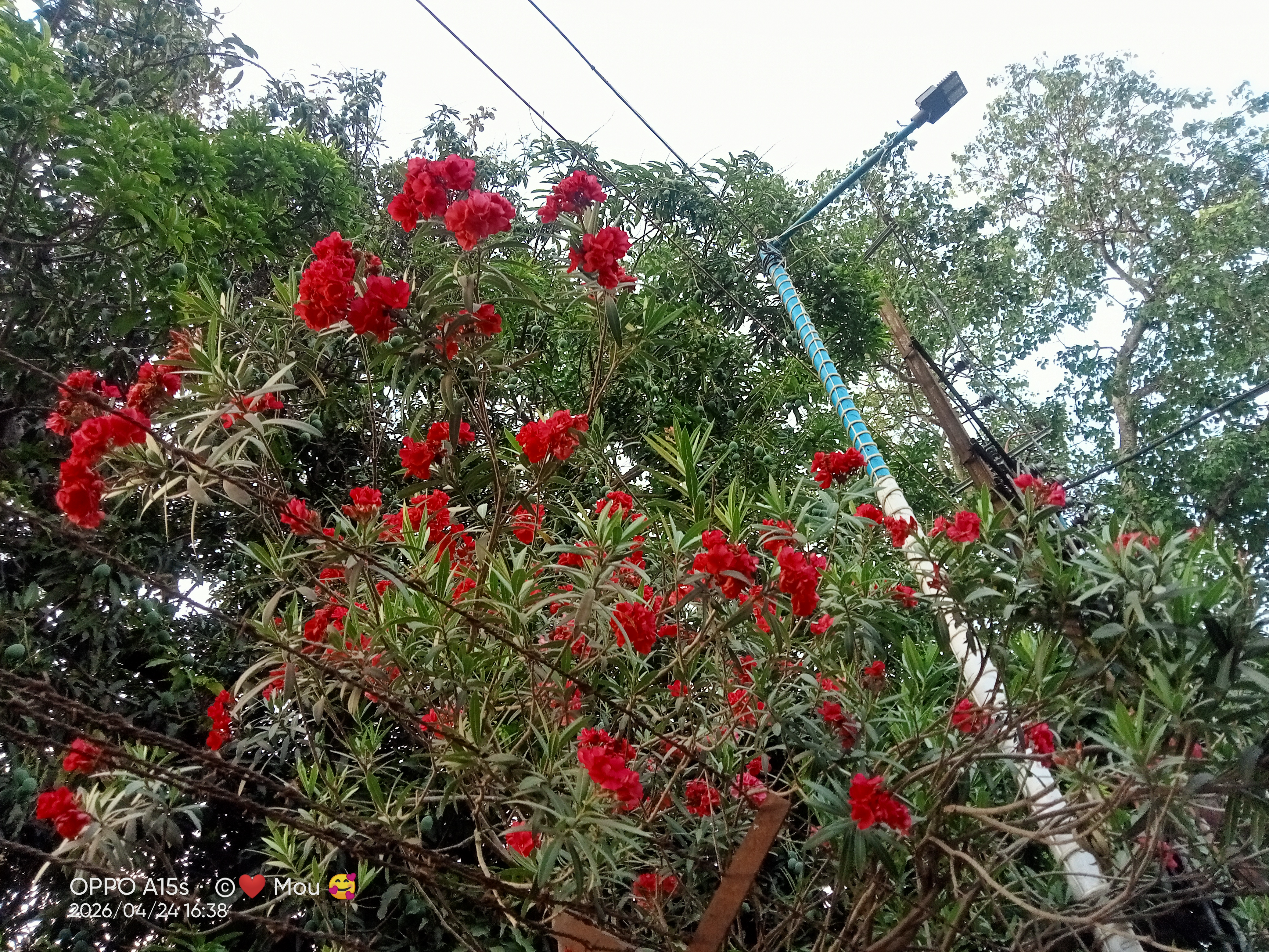 IMG20260424163808.jpg