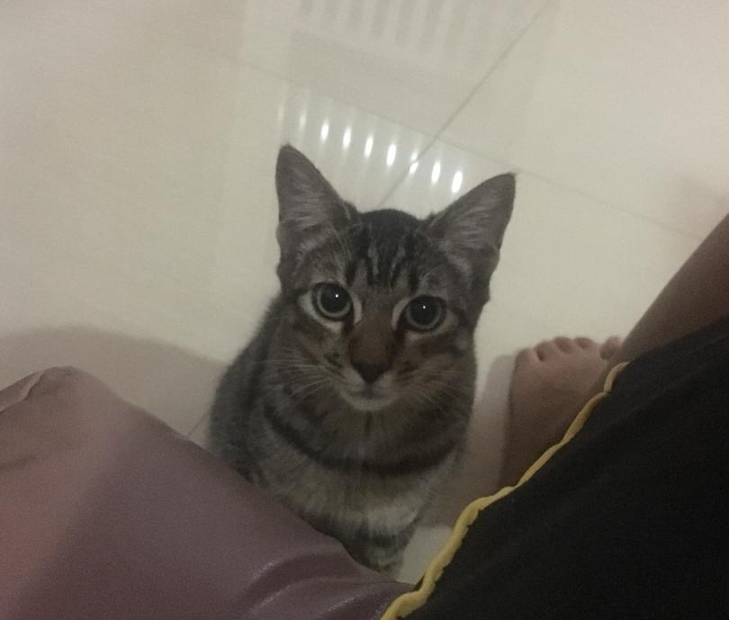 Kitty begging for attention – copia.jpg