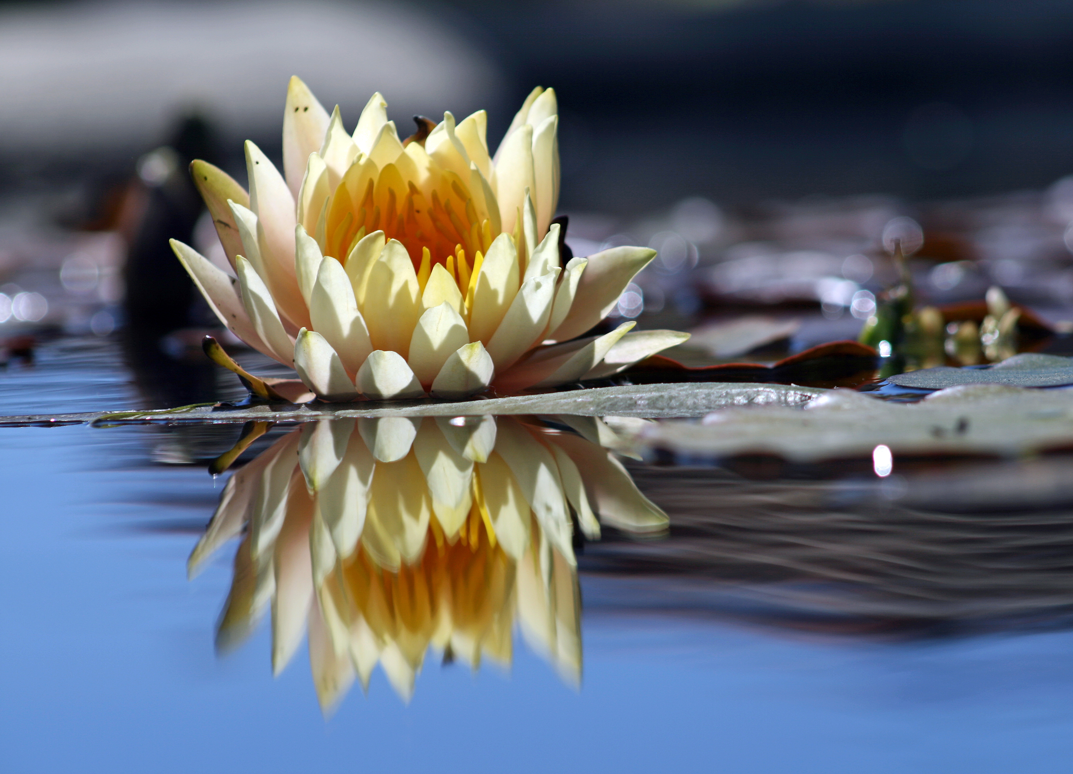 Flower_reflection.jpg
