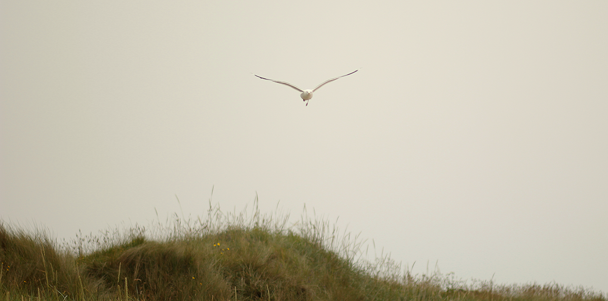 dornoch9.png