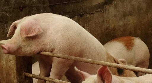 pig.jpg