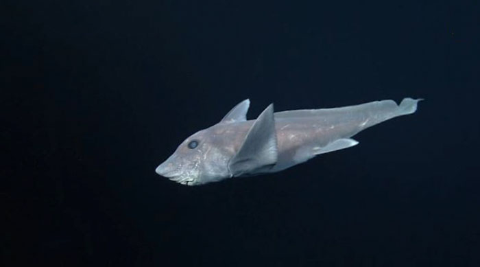 ghost-shark-chimaera-captured-first-time-3.jpg