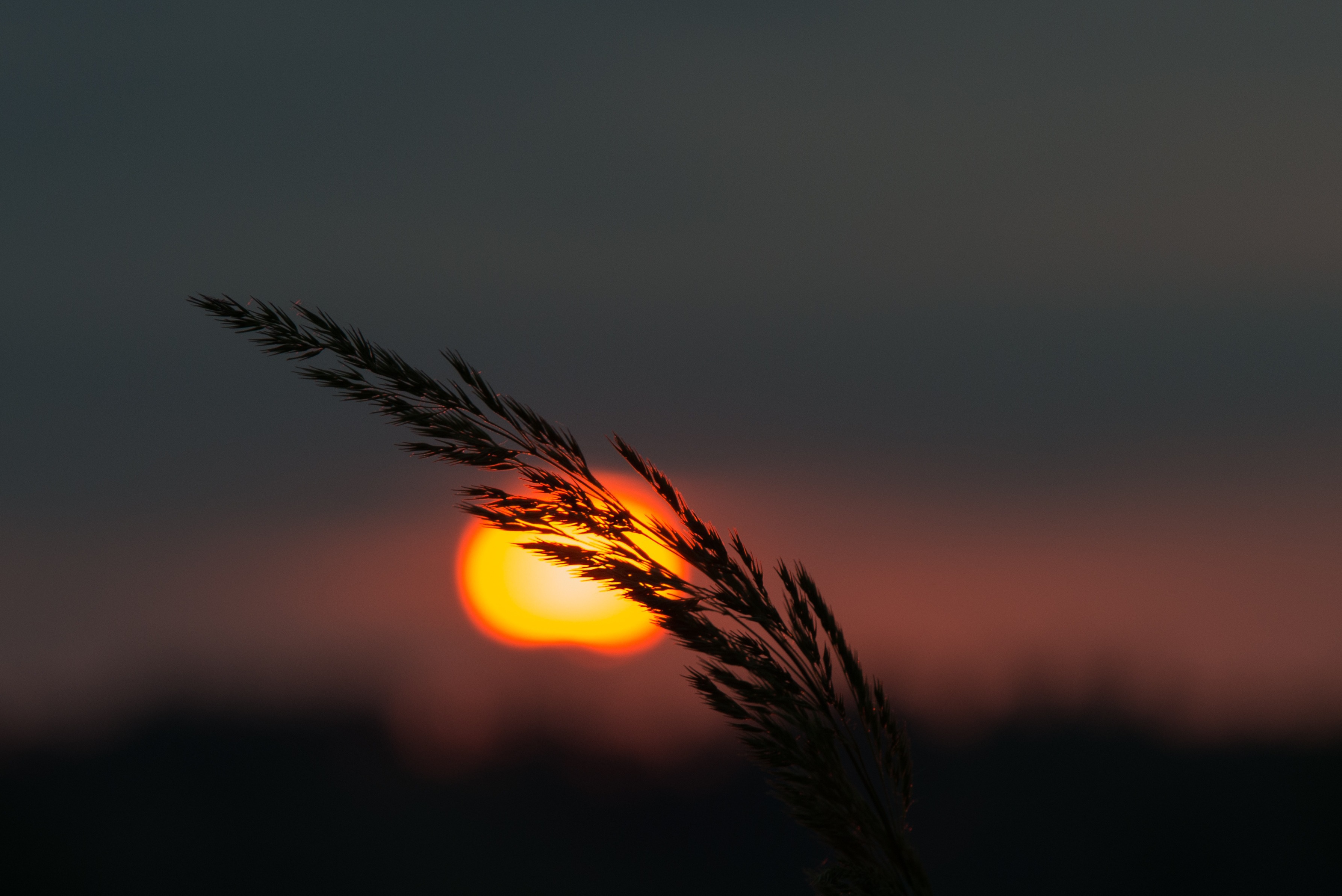 publicdomainpictures-morning-276015.jpg