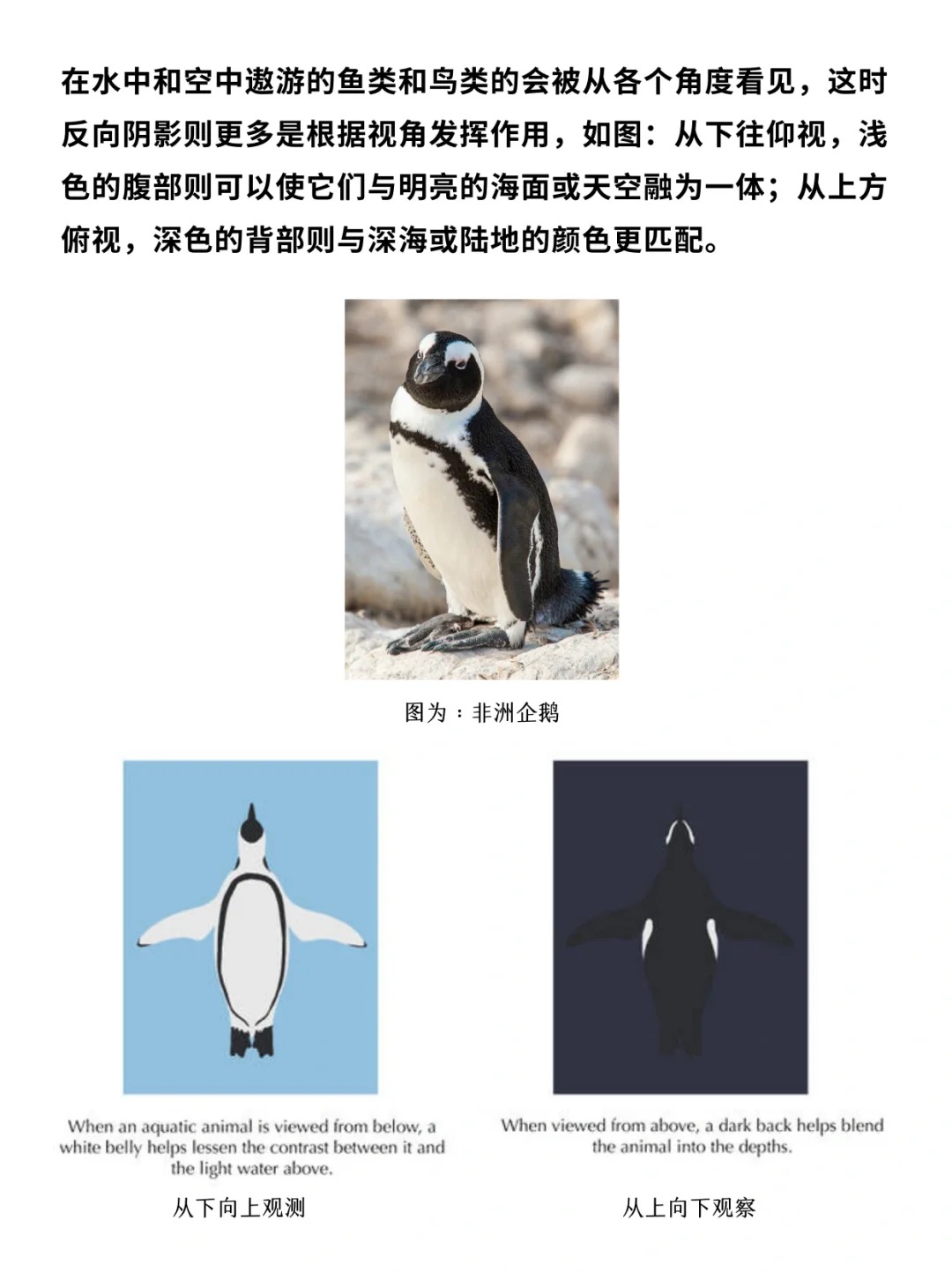 科普一分钟_ 动物长这样究竟是谁“规定”的❓_8.jpg
