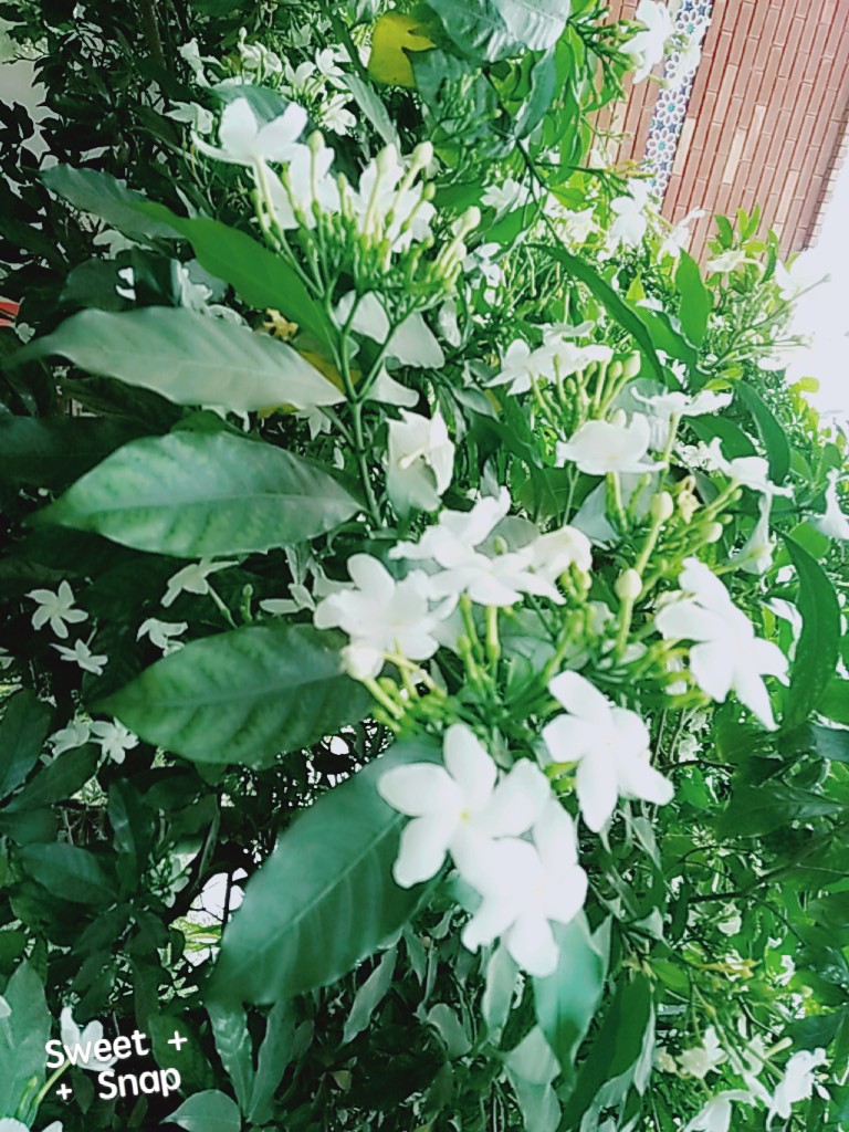 SweetSnap_20180814_112109.jpg