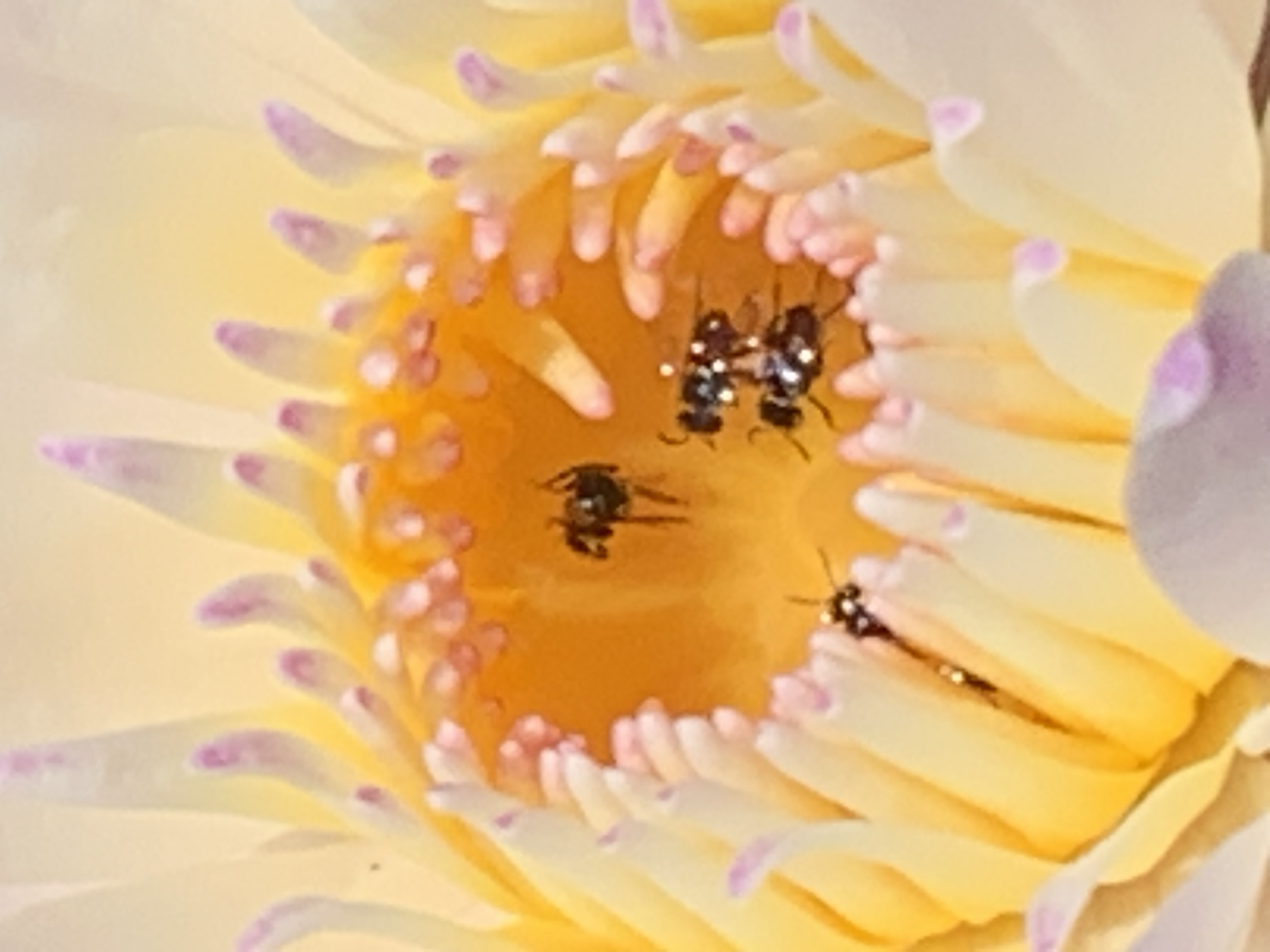 lotus flower15.jpg
