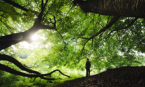 featured_art_heal_forests.jpg