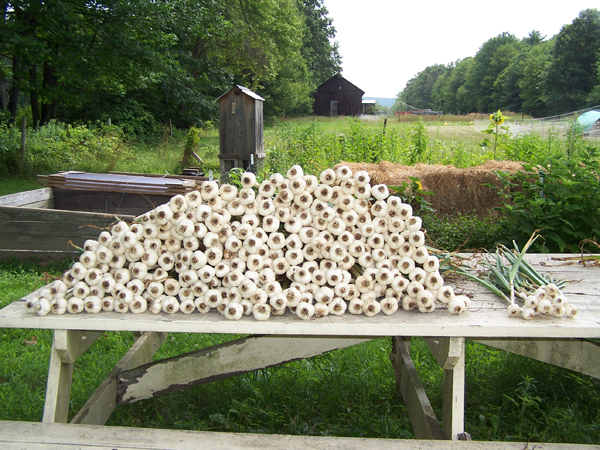 Digging garlic - harvest crop July 2019.jpg