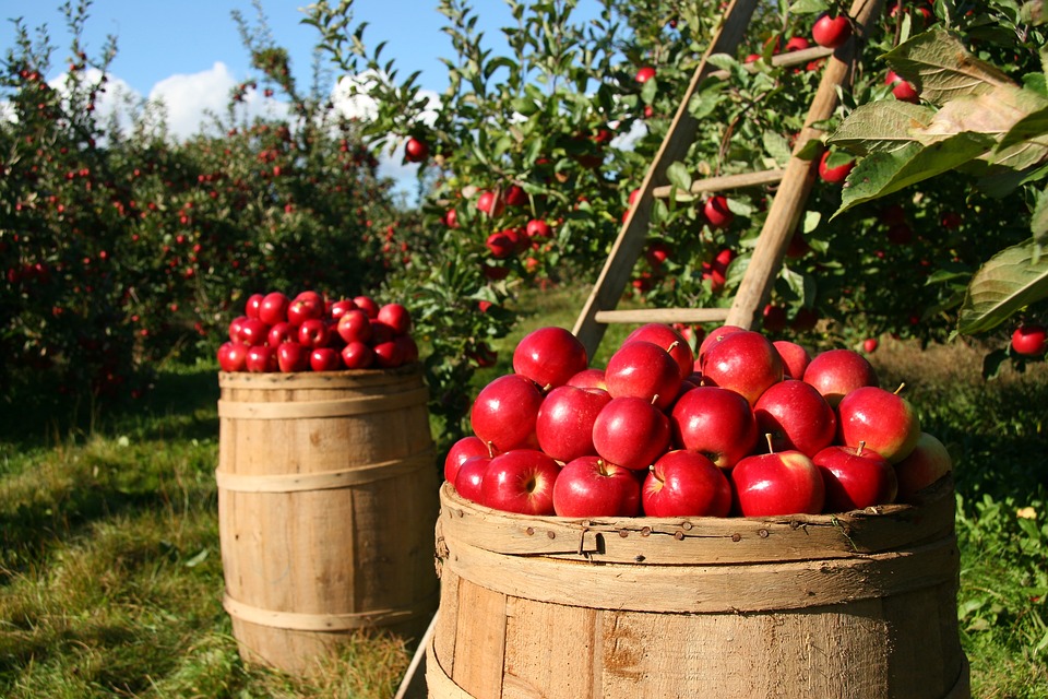 orchard-1872997_960_720.jpg