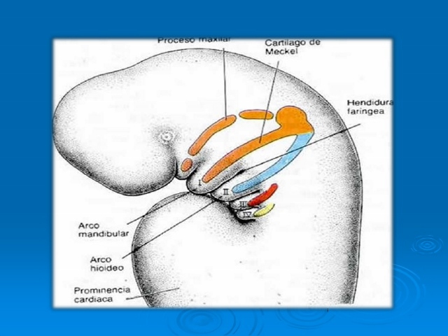 arco branq (640x480).jpg