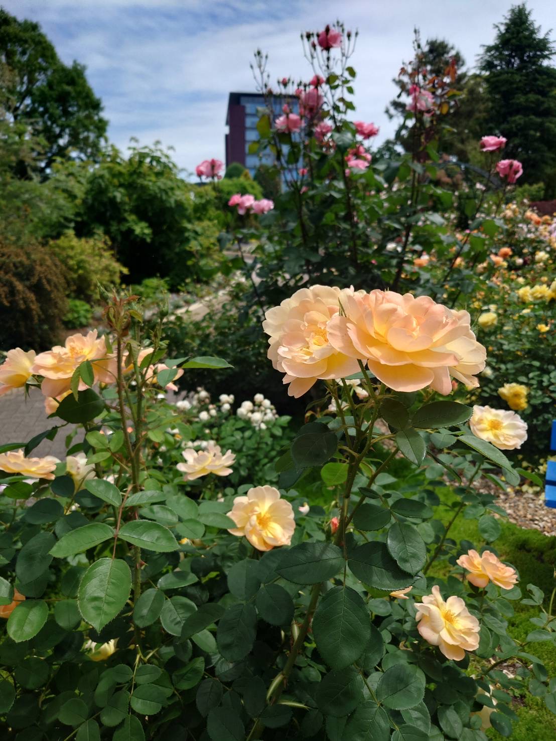 rose garden1.jpg