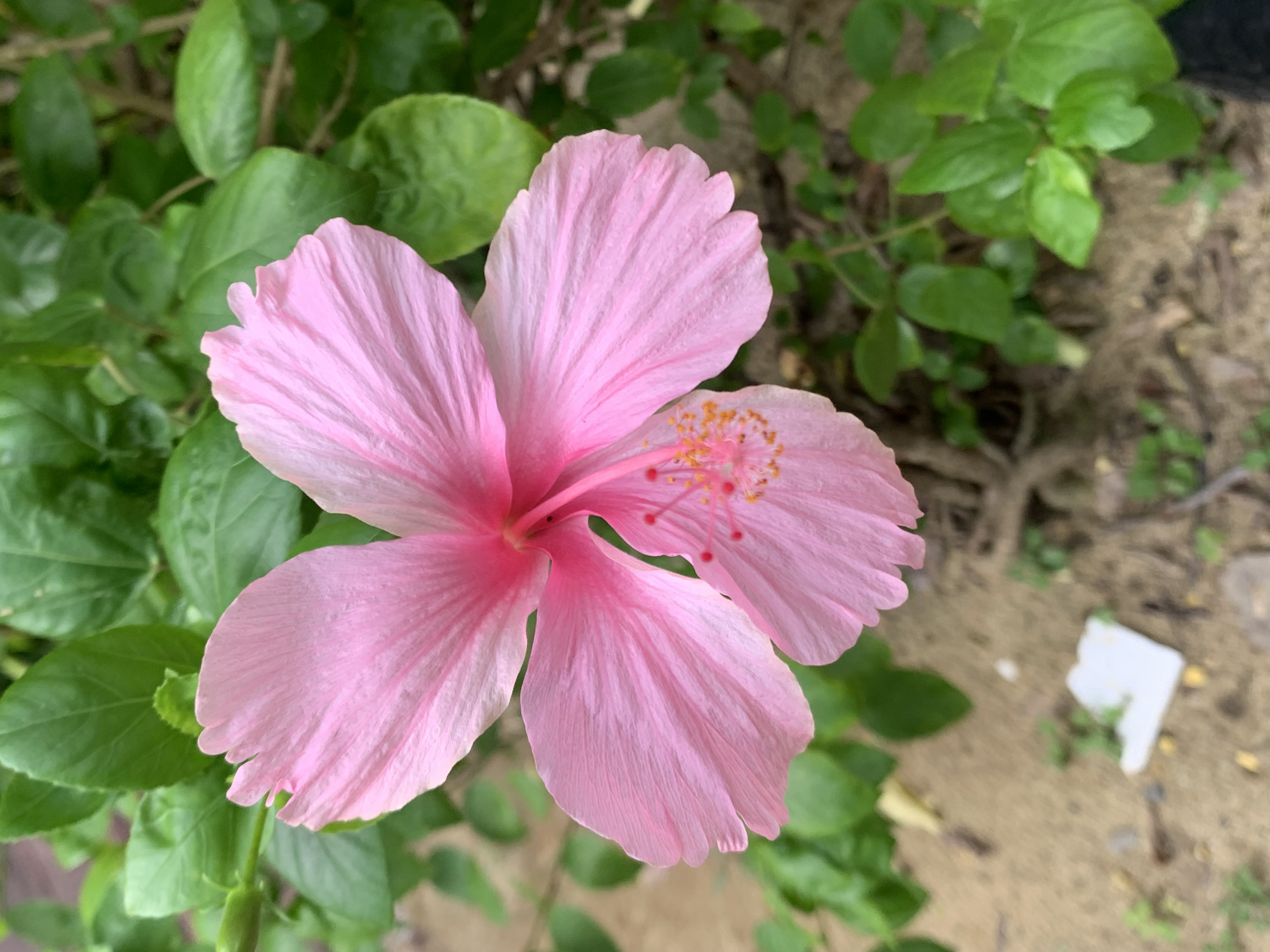 pink Chaba6.jpg