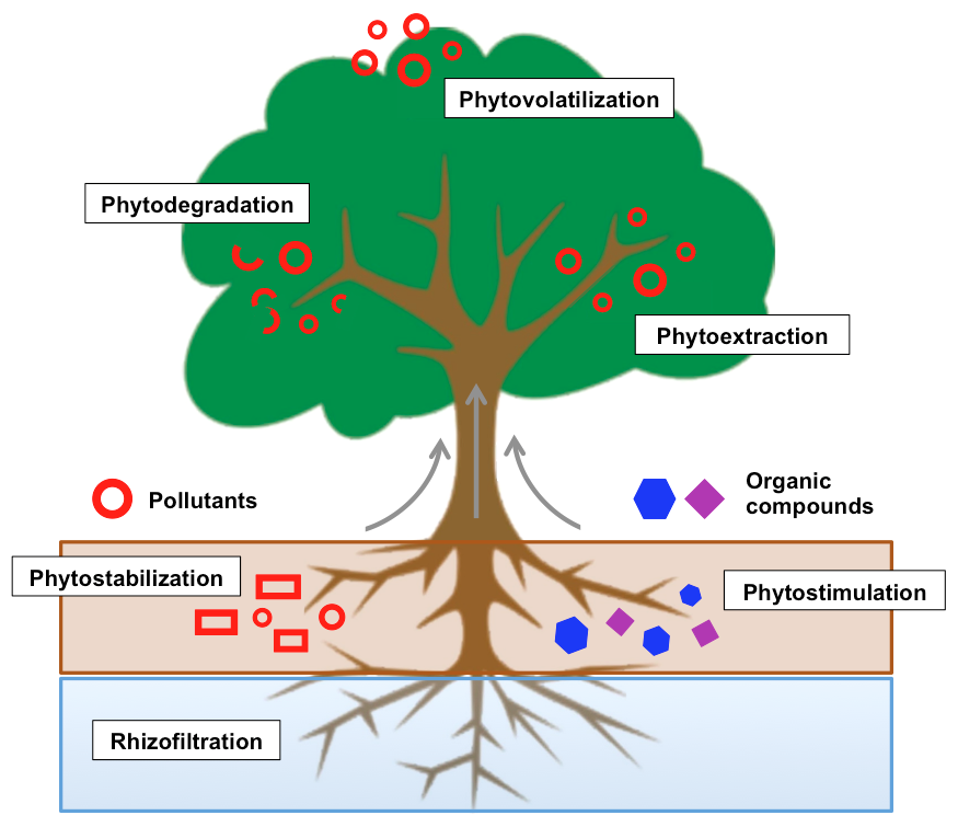Phytoremediation_Process.png