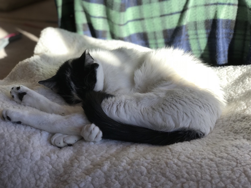 cleosleep.jpg