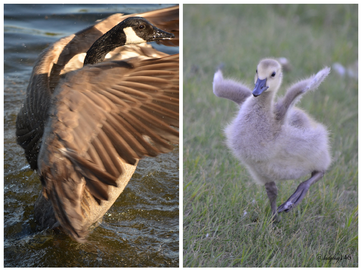 geese (1).jpg