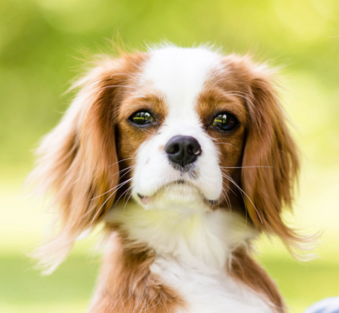 ronanickles