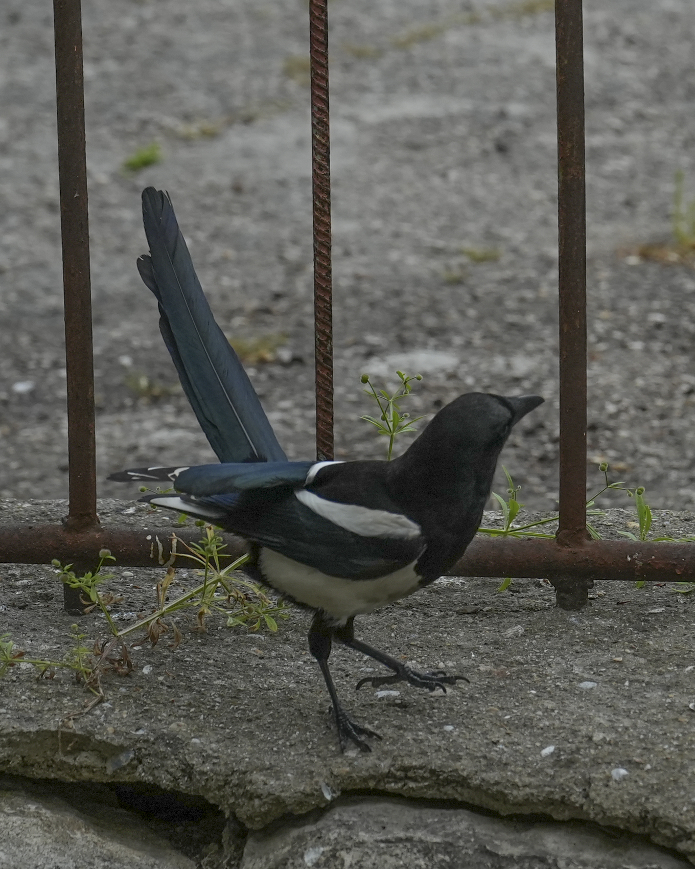 DSC05291.jpg