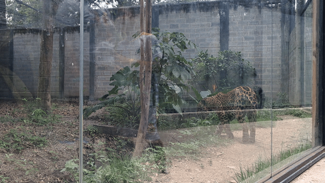 20250726_124347(1).gif