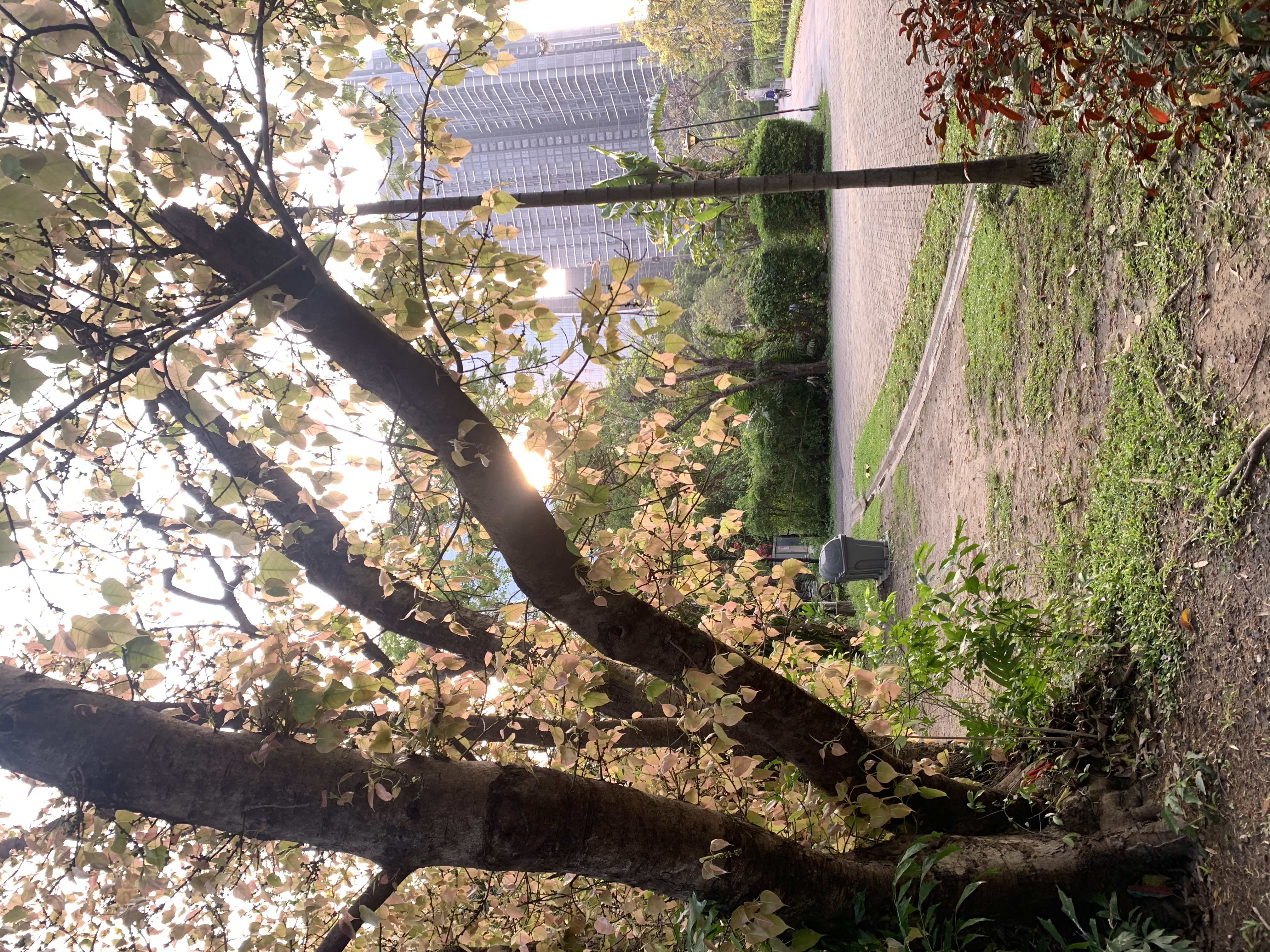 Queen Sirikit Park406.jpg