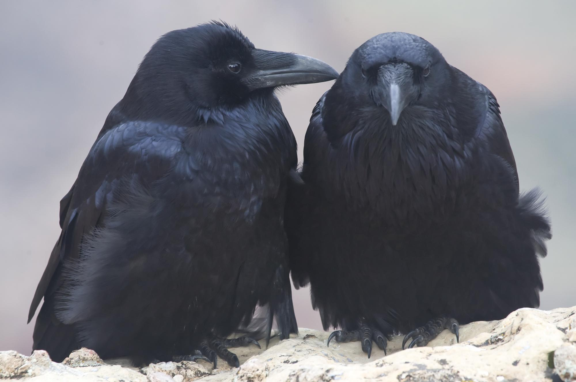 Богородск raven. Толстоклювый ворон. Ворона меланист. Ворон самка. Самец вороны.