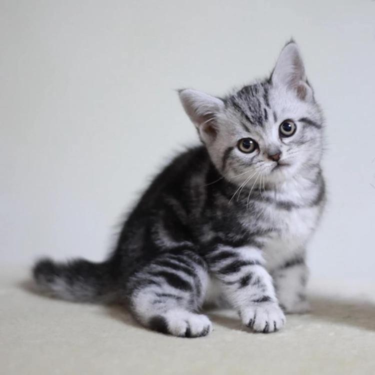src=http___gaitaobao1_alicdn_com_tfscom_i4_691307320_TB1_afFa3HqK1RjSZFPXXcwapXa_!!0-item_pic_jpg&refer=http___gaitaobao1_alicdn.jpg