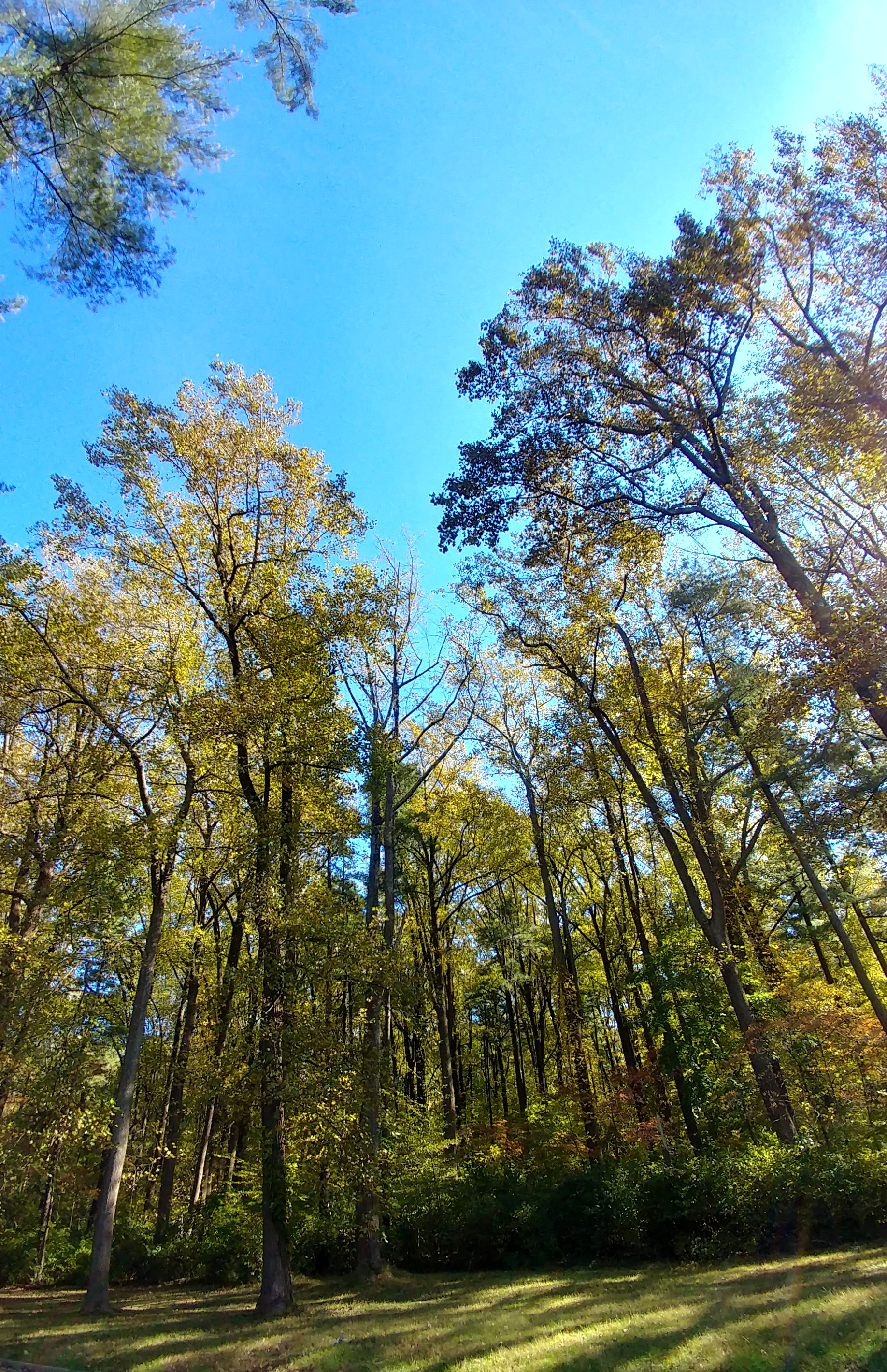 treetuesday11-19-19-5ok2.jpg
