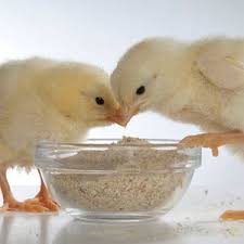 global poultry probiotics market.jpg