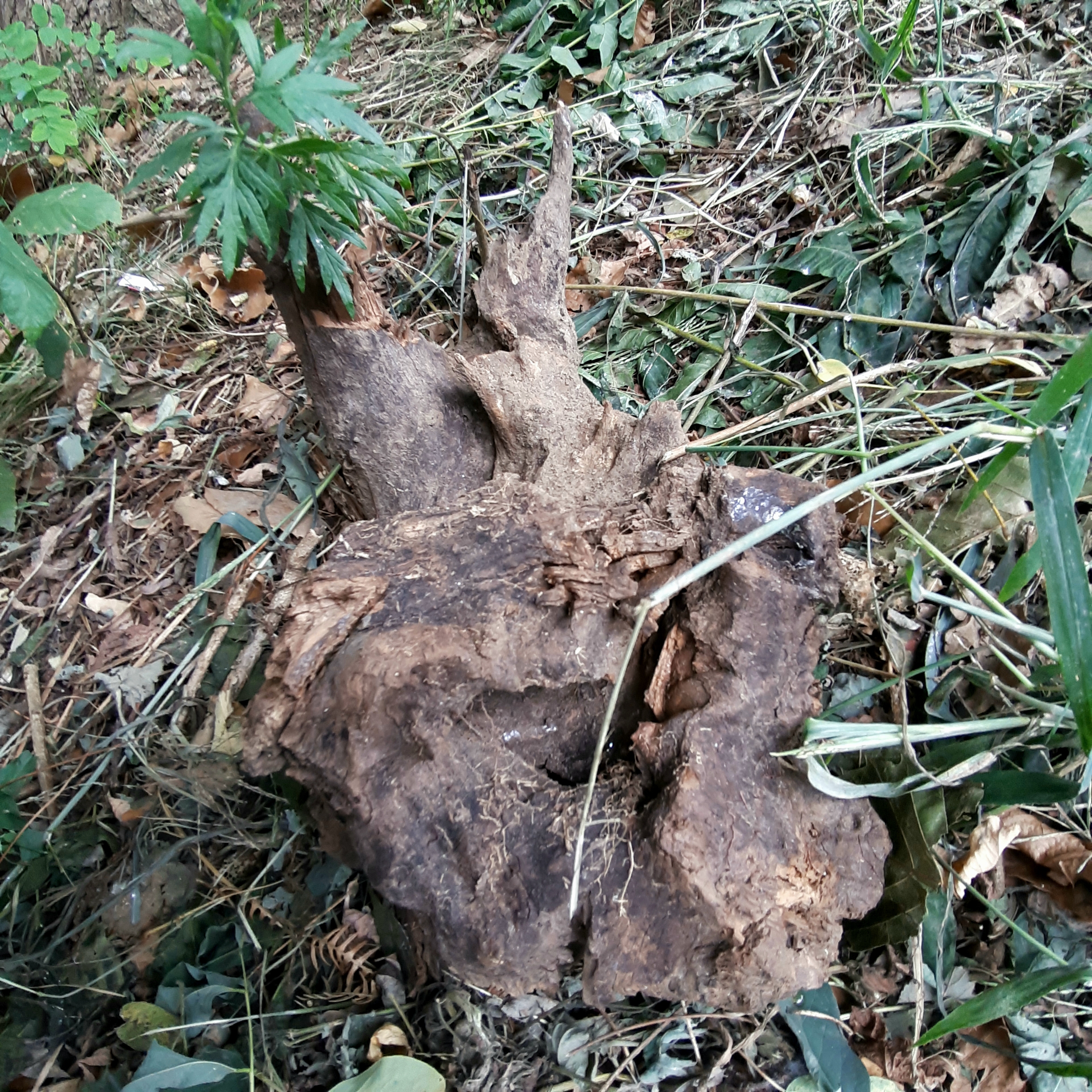 20190921_163737.jpg