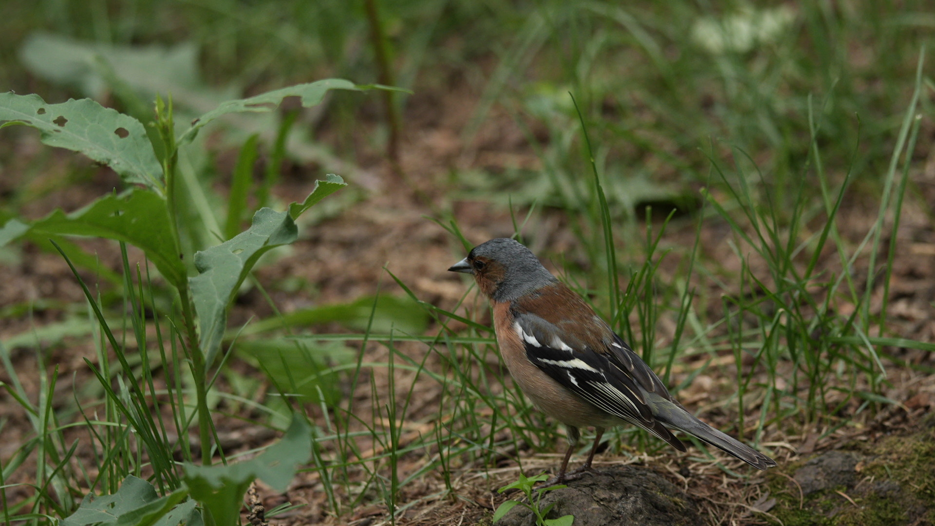 DSC07481.jpg