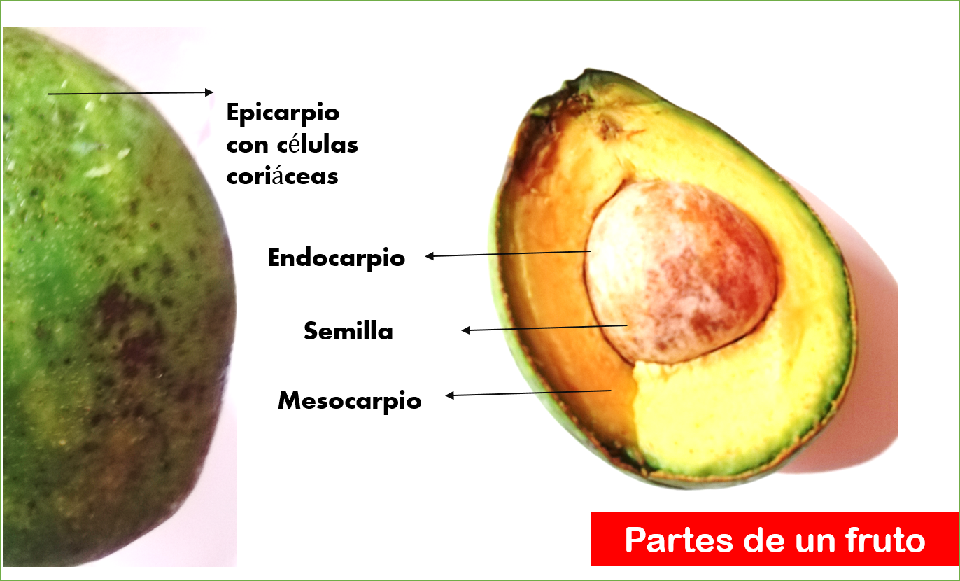 partes de un fruto.png