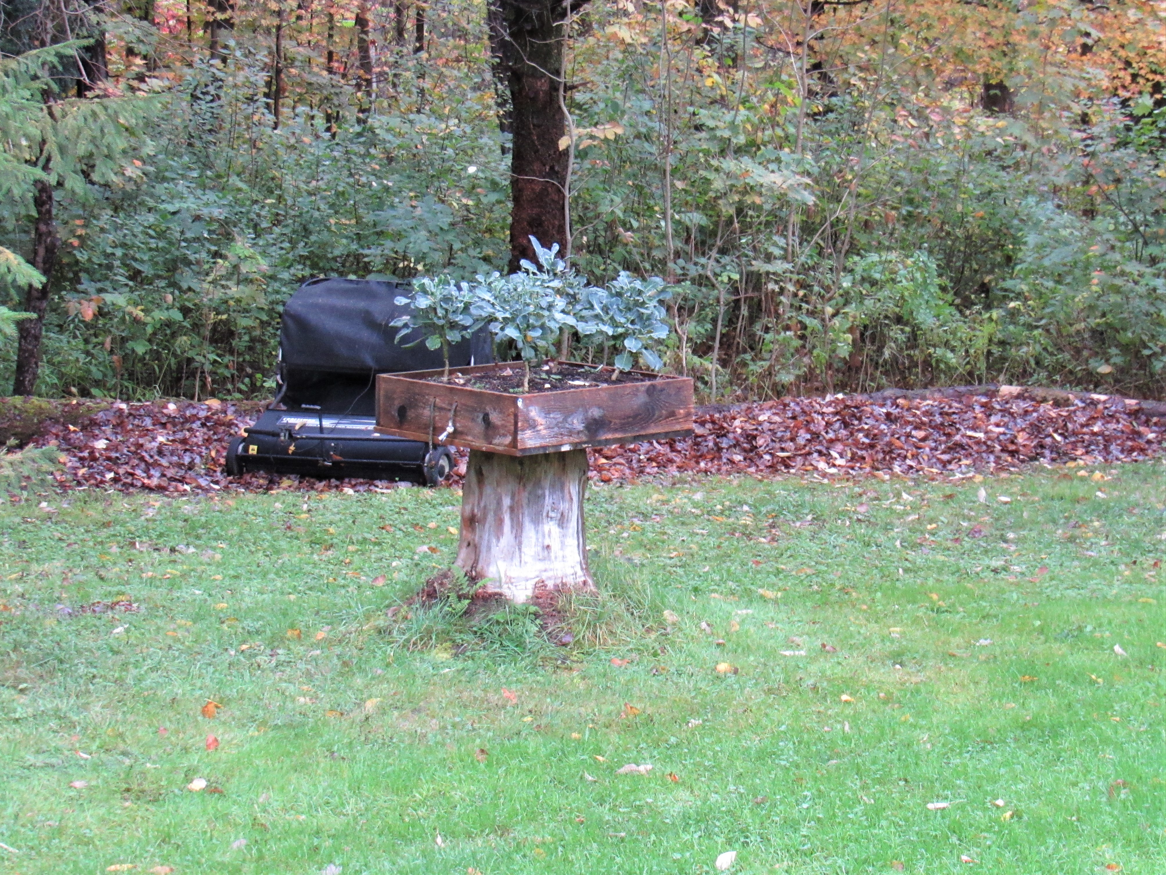 IMG_6550.JPG