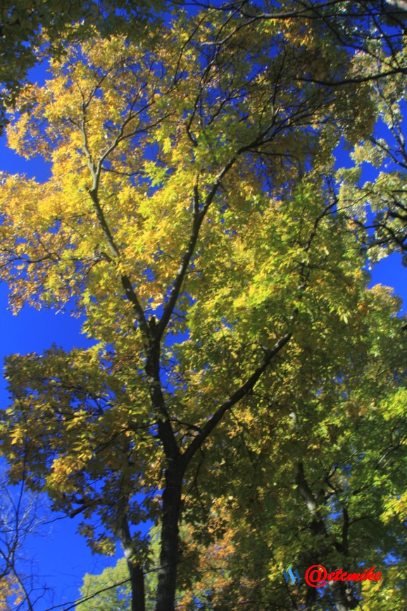 fall trees colors landscape fall-colors fontenelle-forest Fall02042.jpg
