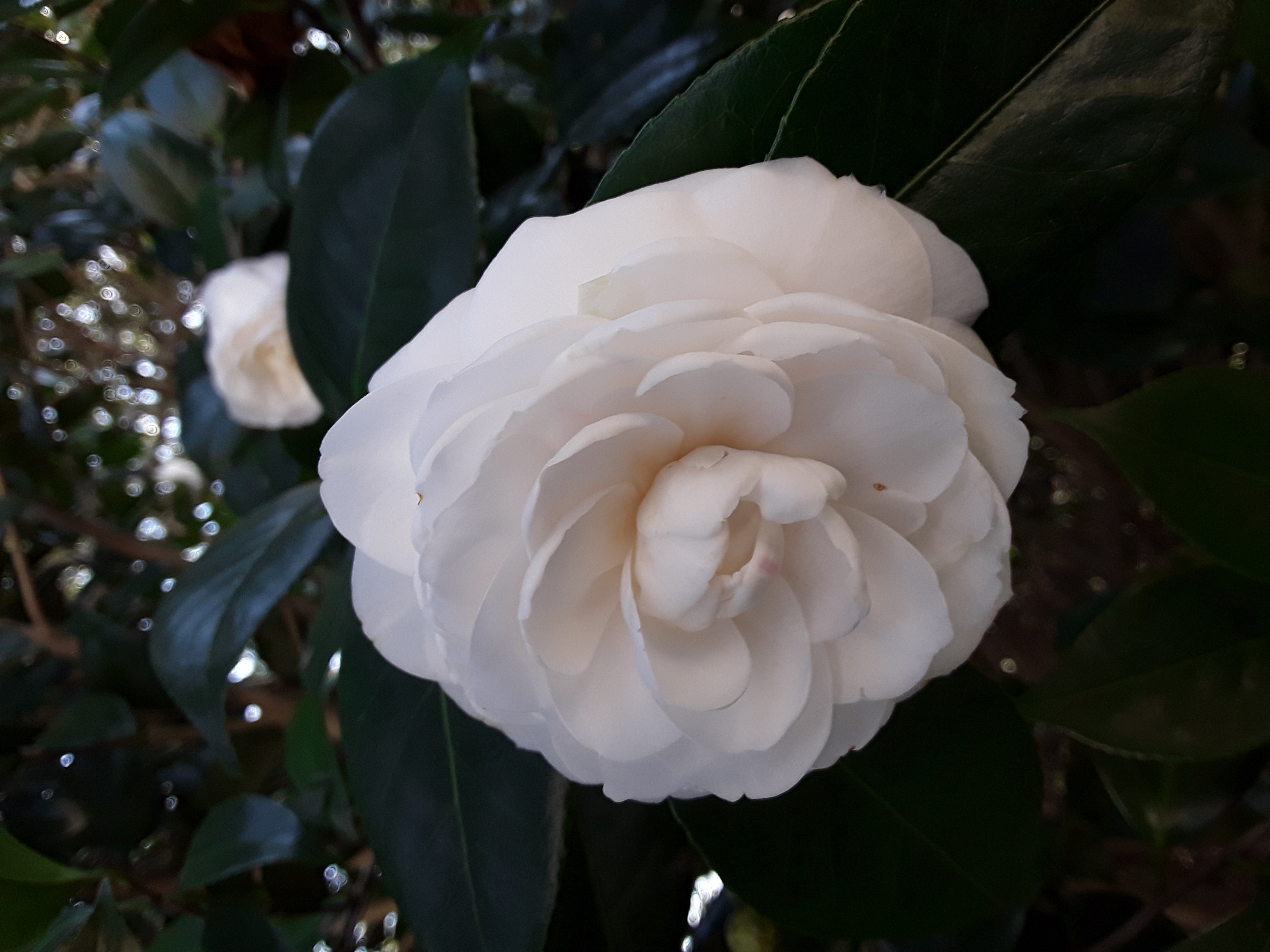 flowers (1).jpg