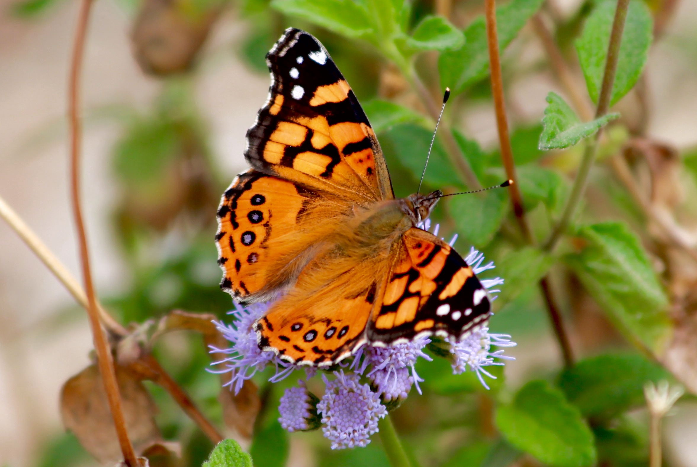 Painted_Lady_(32780566383).jpg