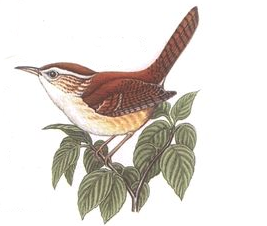 bird30.png