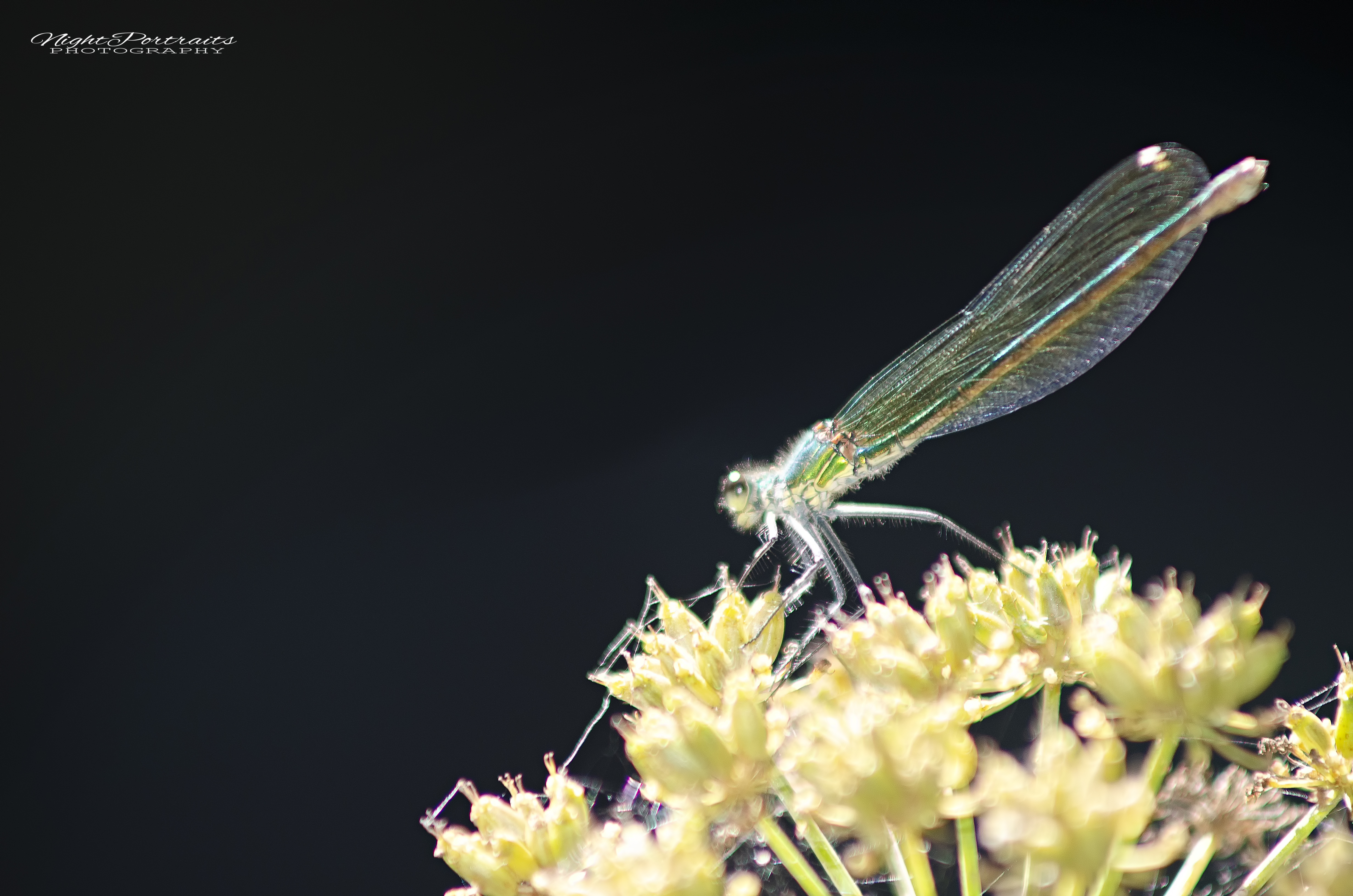 DSC_5334.jpg