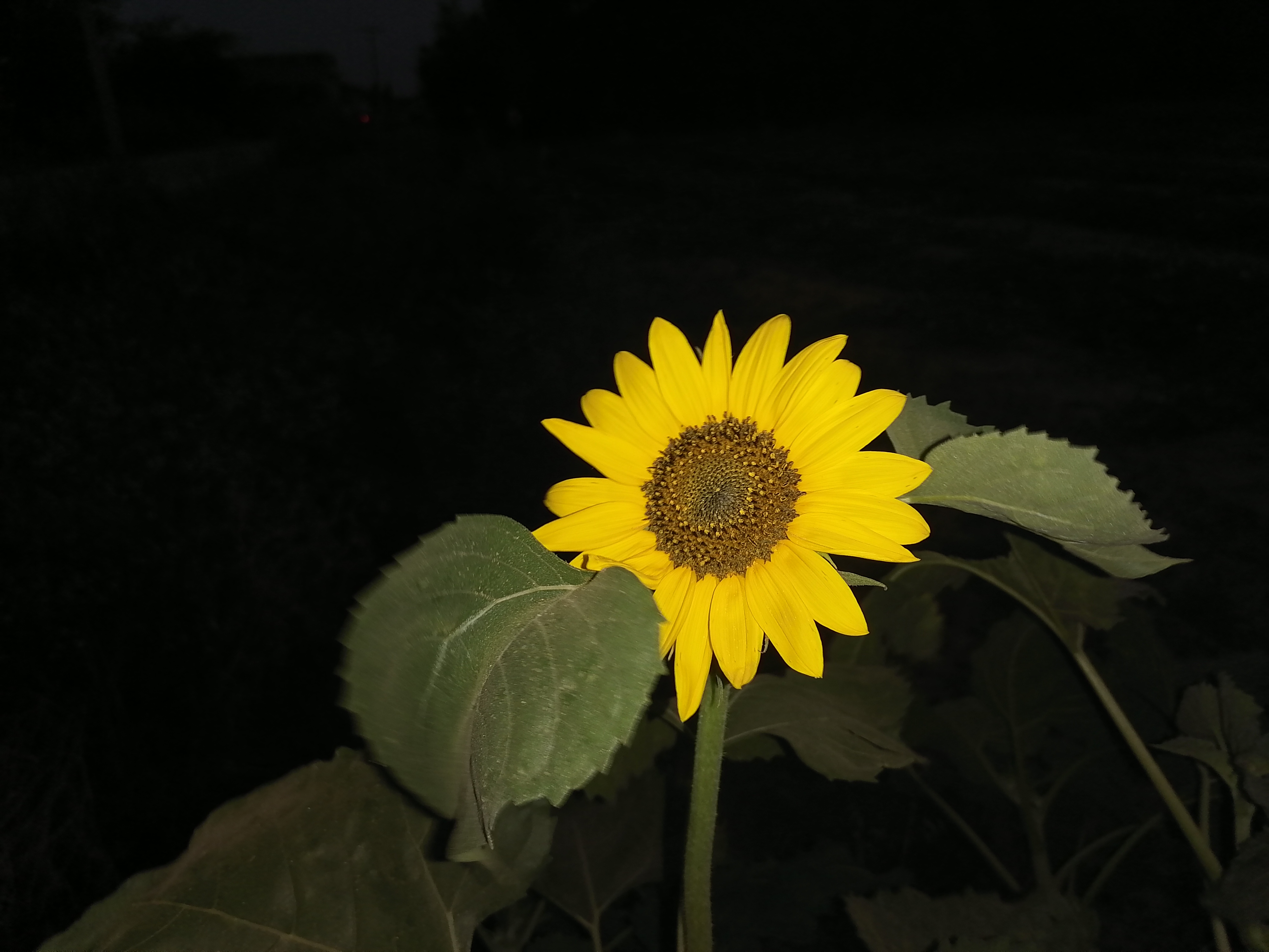 IMG_20210601_193238.jpg